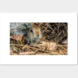 Richardson Ground Squirrel in HDR Posters and Art